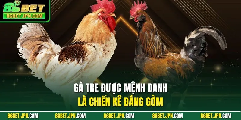 Gà tre được mệnh danh là chiến kê đáng gờm